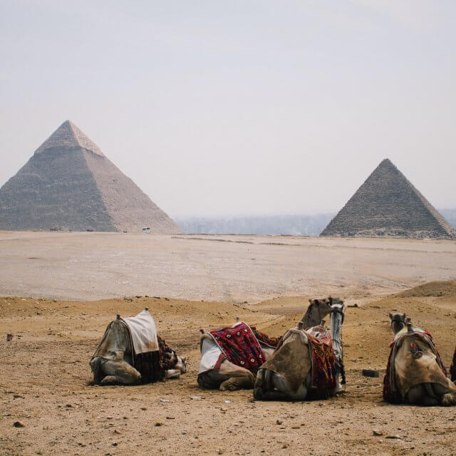 five camel sitting on ground